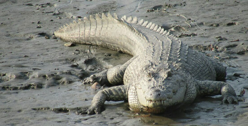 crocodile